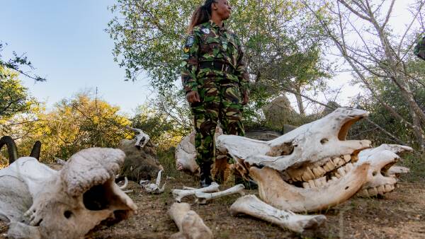 Bergadang bersama ranger perempuan tanpa senjata yang menjaga badak Afrika Selatan