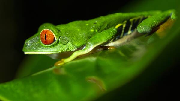 Mengenal Makhluk Malam di Hutan Costa Rica: Kejutan dari Tur Satwa